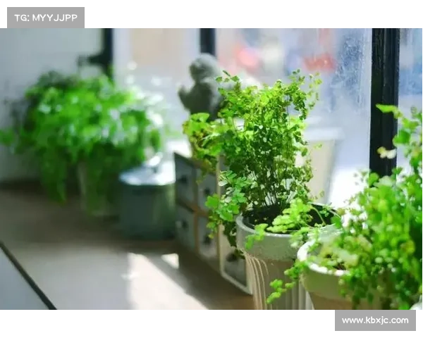 卷帘绿魔植物养护全攻略 提升生长环境与健康管理的技巧与注意事项