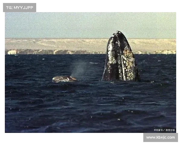 揭开沼光湖惊悚之谜的真相 探寻诡异湖泊背后的神秘秘密